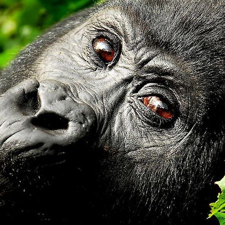 Sanctuary Gorilla Forest Camp Hotel Ntungamo  Luaran gambar