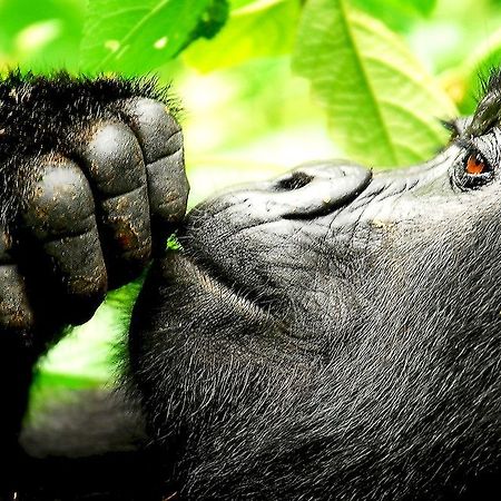 Sanctuary Gorilla Forest Camp Hotel Ntungamo  Luaran gambar