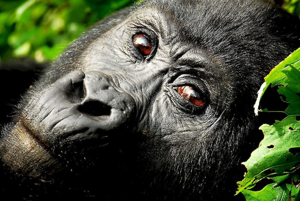 Sanctuary Gorilla Forest Camp Hotel Ntungamo  Luaran gambar