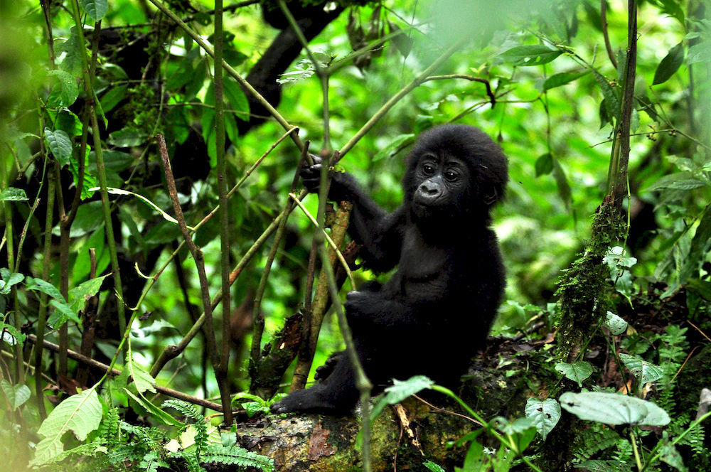 Sanctuary Gorilla Forest Camp Hotel Ntungamo  Luaran gambar